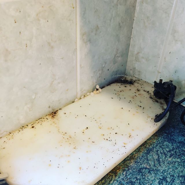 Spiders eggs, dead flies and a year of build up, this was a satisfying corner to clean! 
#deepcleaning #exetercleaners #exeterprofessionals #dustbunniescleaningservices #mumswhoclean @cleanwithpinkstuff @minkyhomecare #cleanersofinstagram #cleaningmotivation